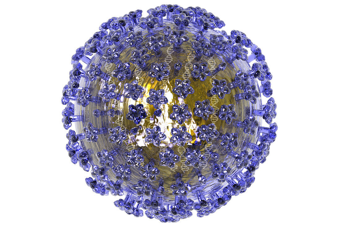 Varicella-zoster virus