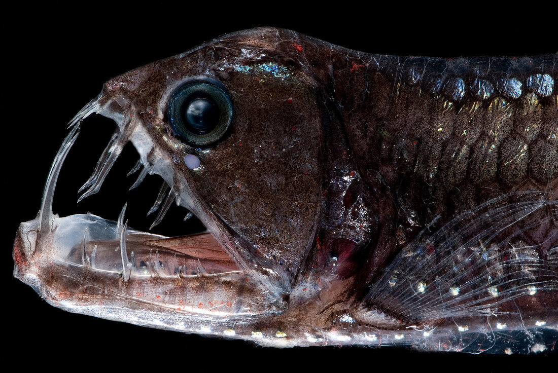 Sloane's Viperfish