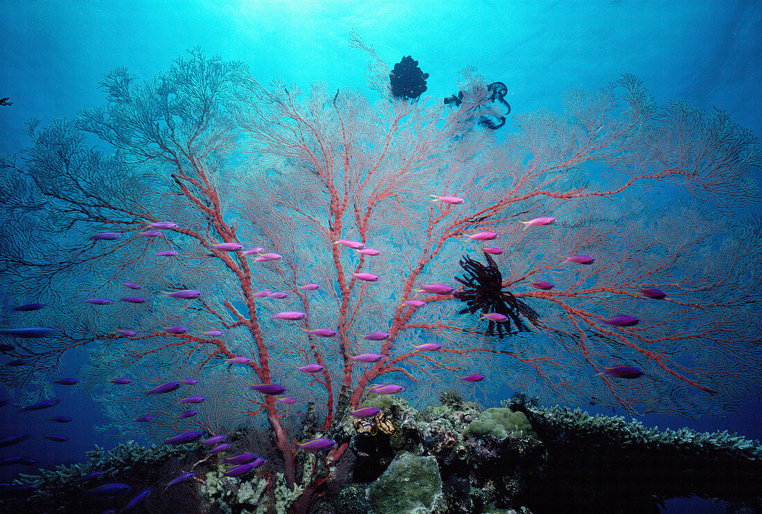Giant sea fan coral