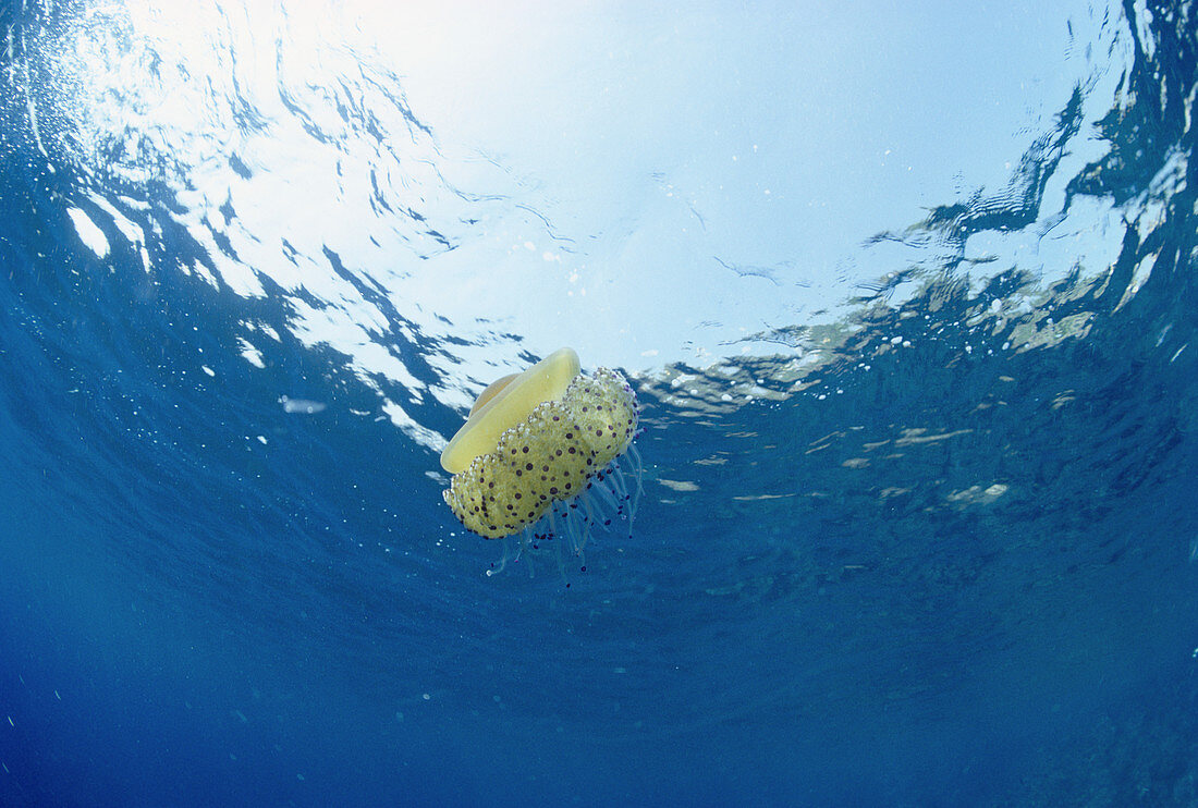 Fried-Egg Jellyfish