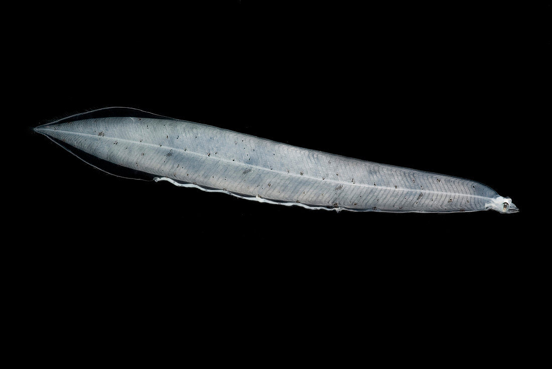 Leptocephalus Larva