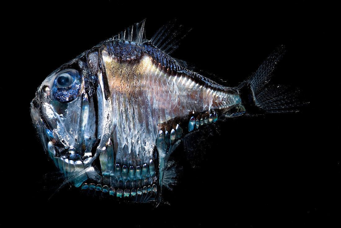 Deep-Sea Hatchetfish