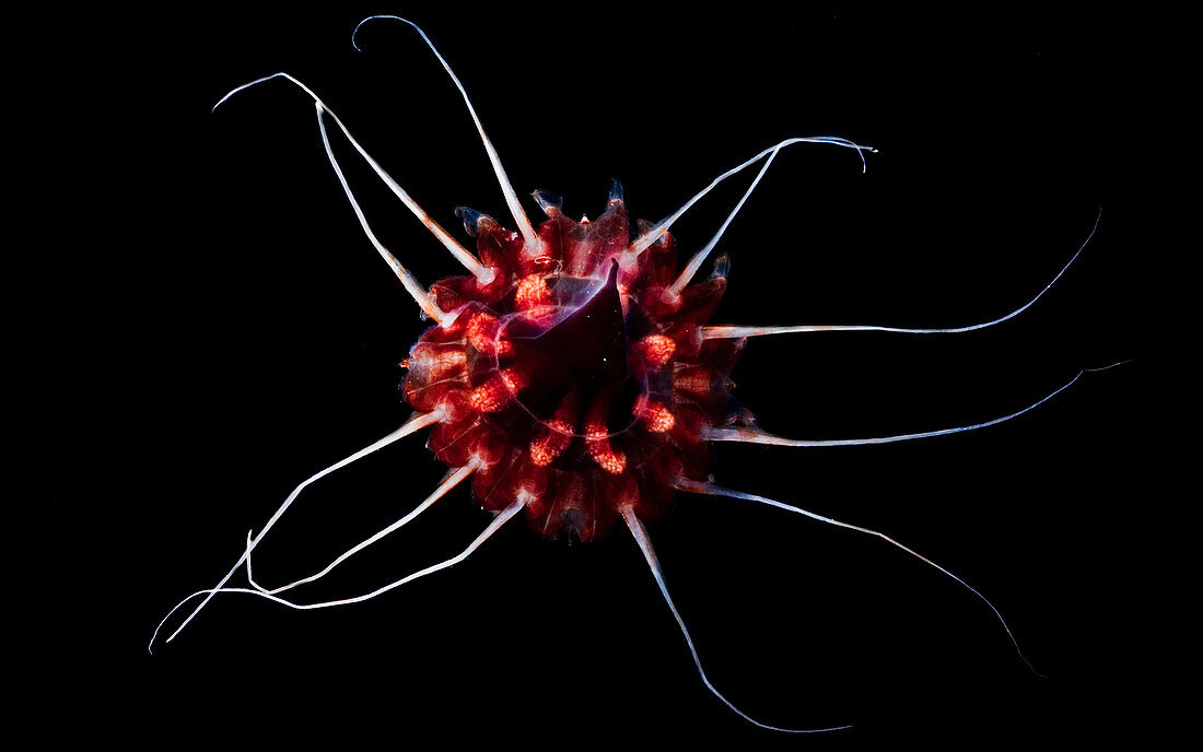 Mesopelagic Jellyfish