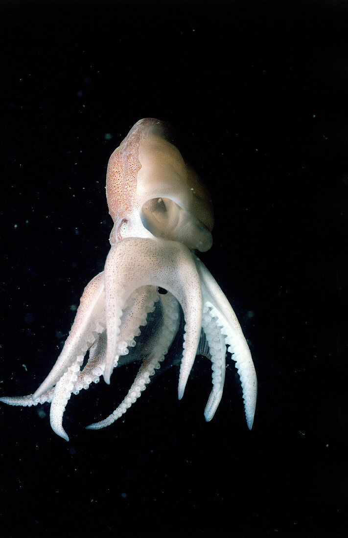 Common Atlantic Octopus
