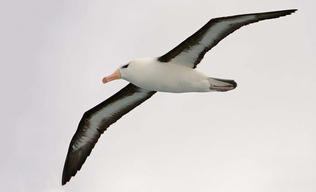 Black-browed Albatross