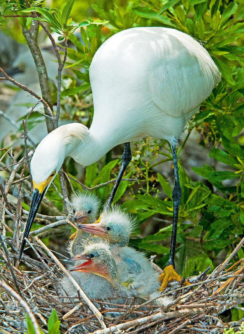 Snowy Egret tending young