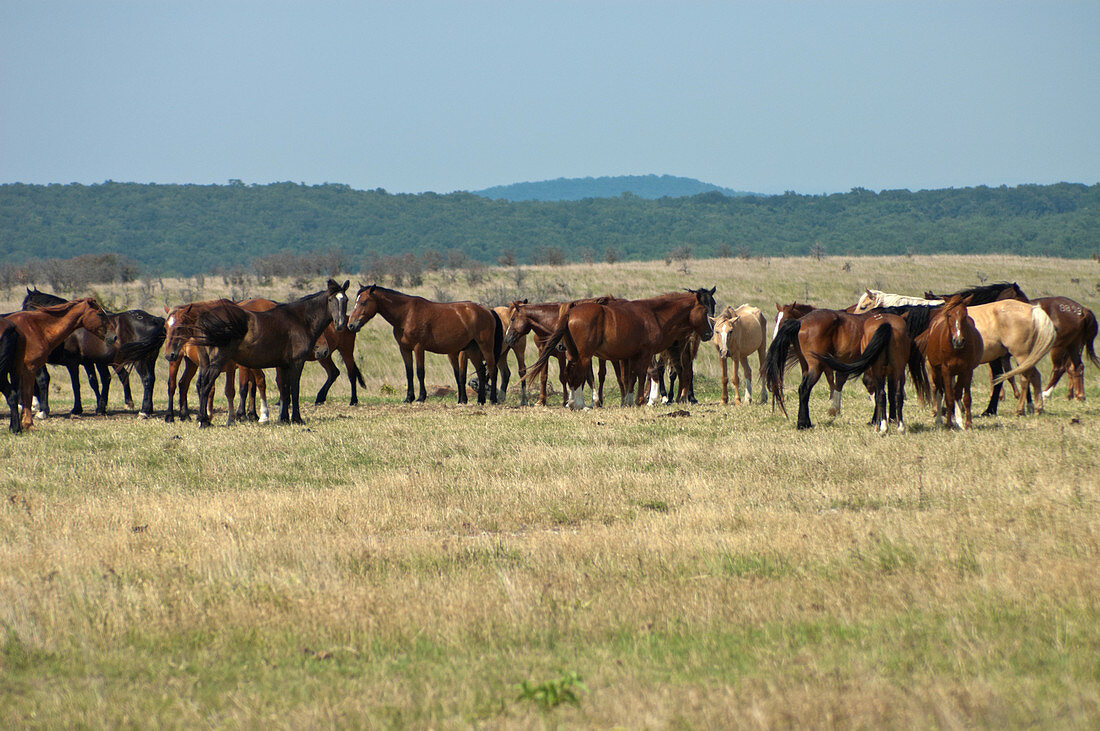 Wild Horses,Oklahoma,USA