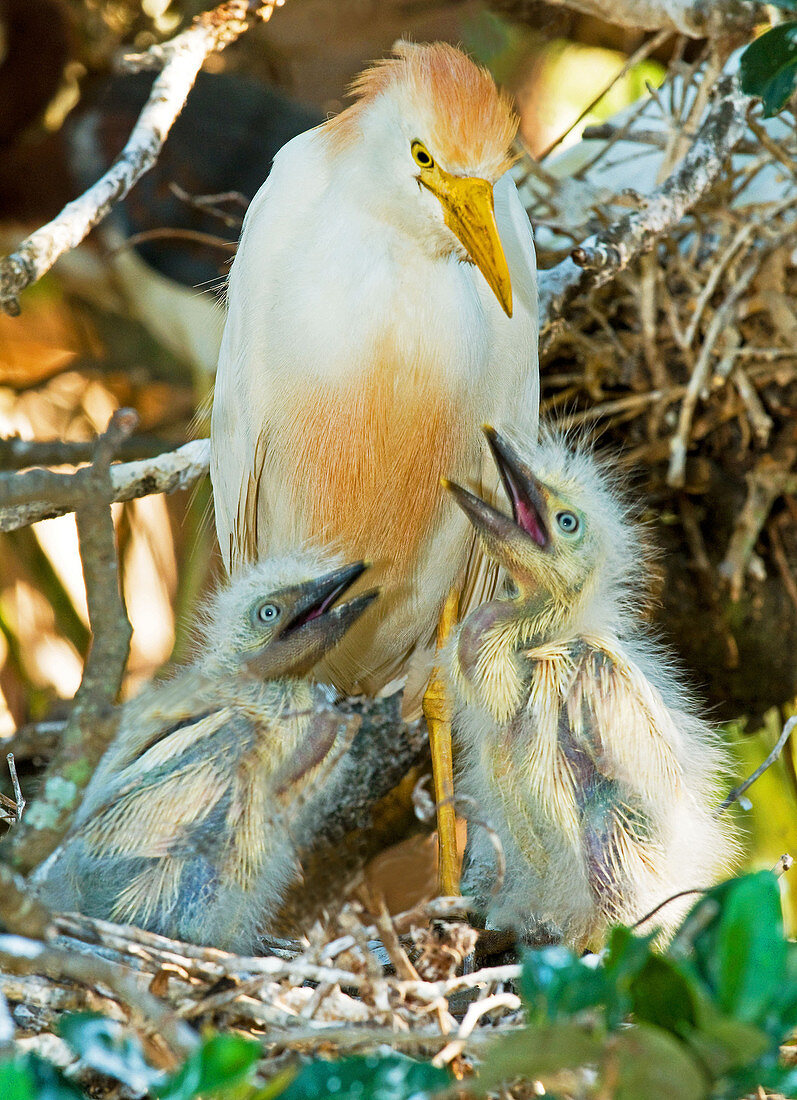 Cattle Egret with young in nest