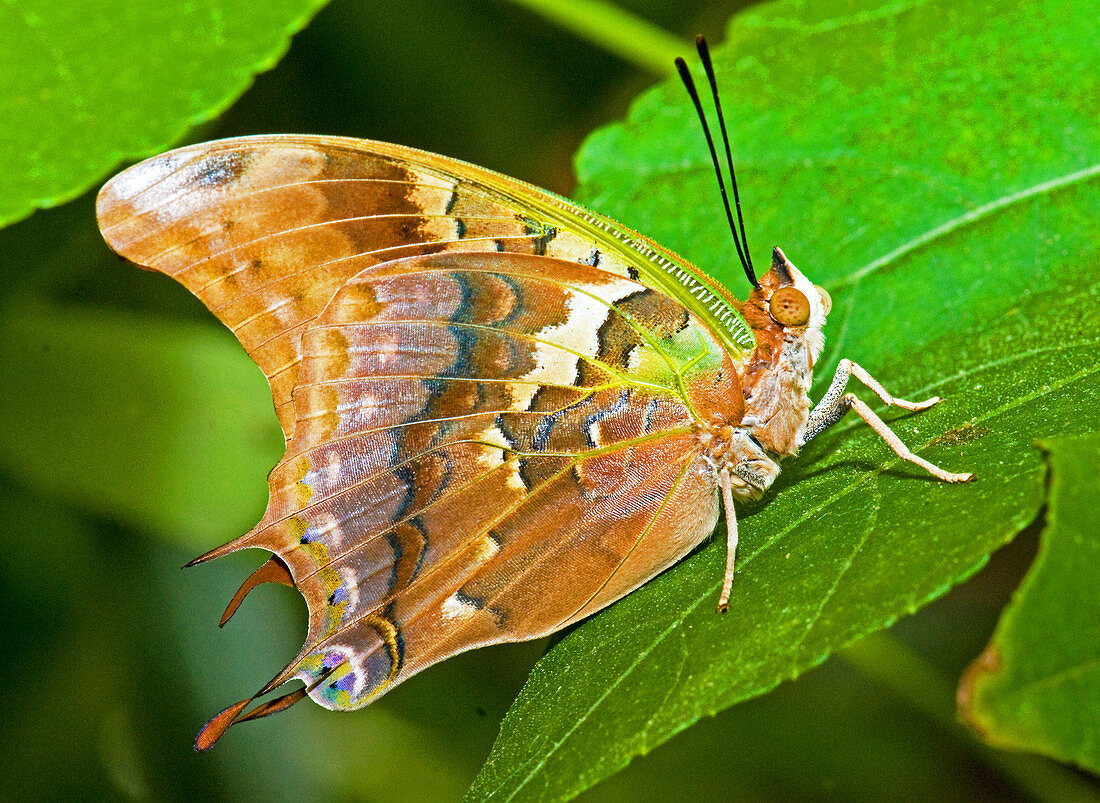 Green-veined Charaxes Butterfly
