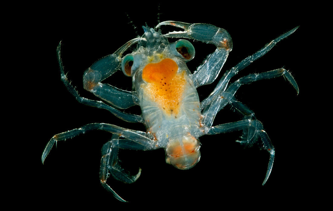Larval Crab