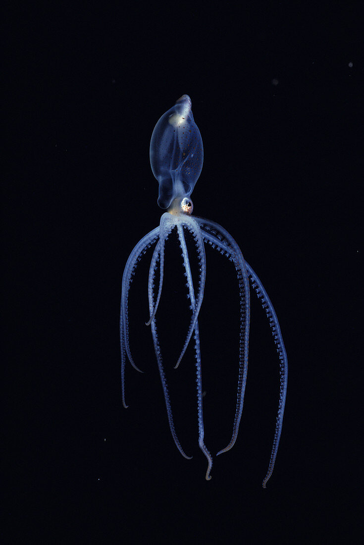 Pelagic octopus