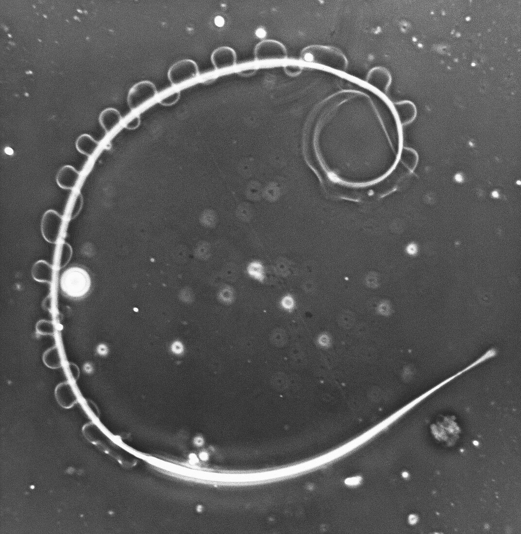 Newt Sperm