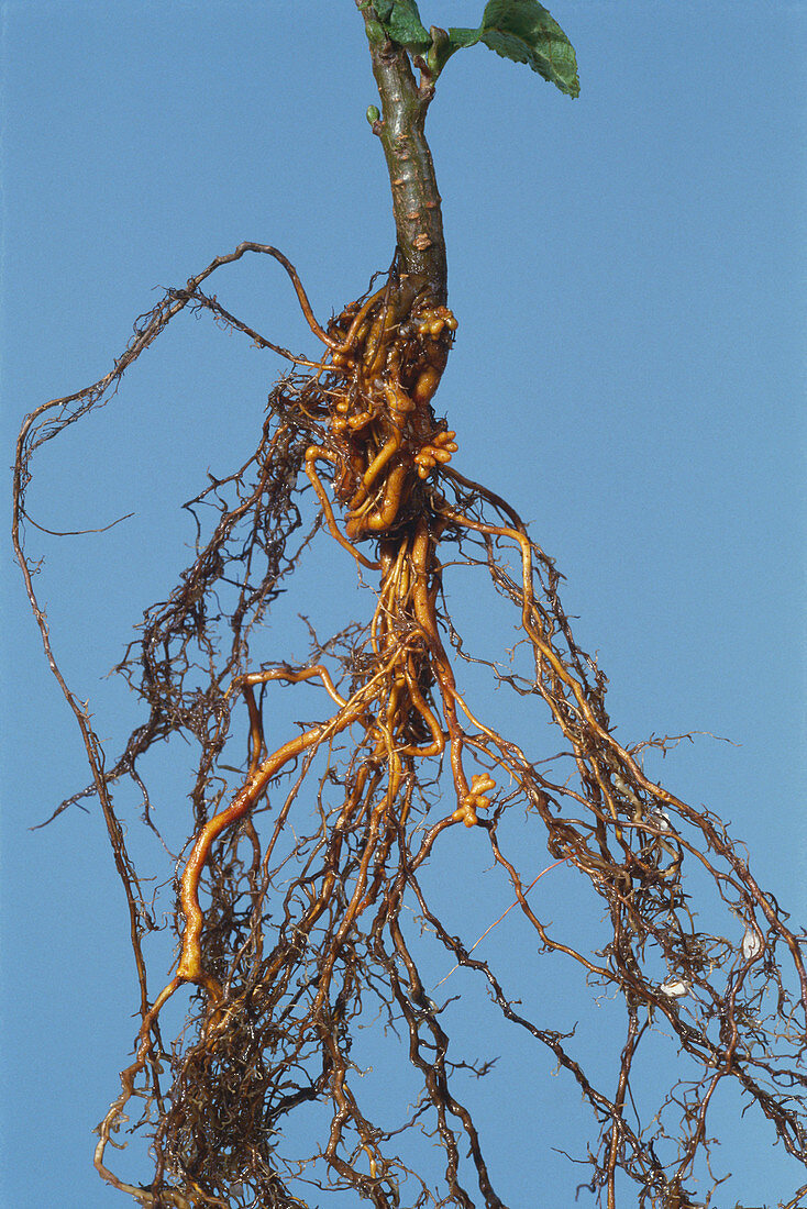 Root Nodules