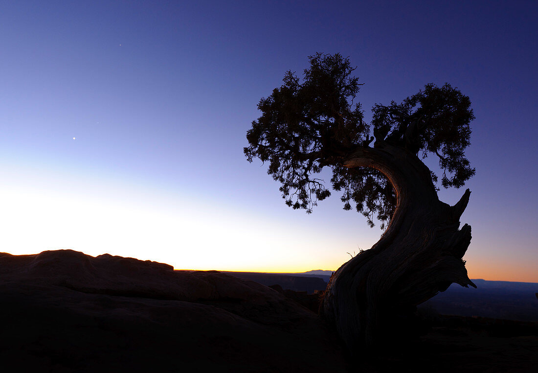 Juniper Tree at Dawn
