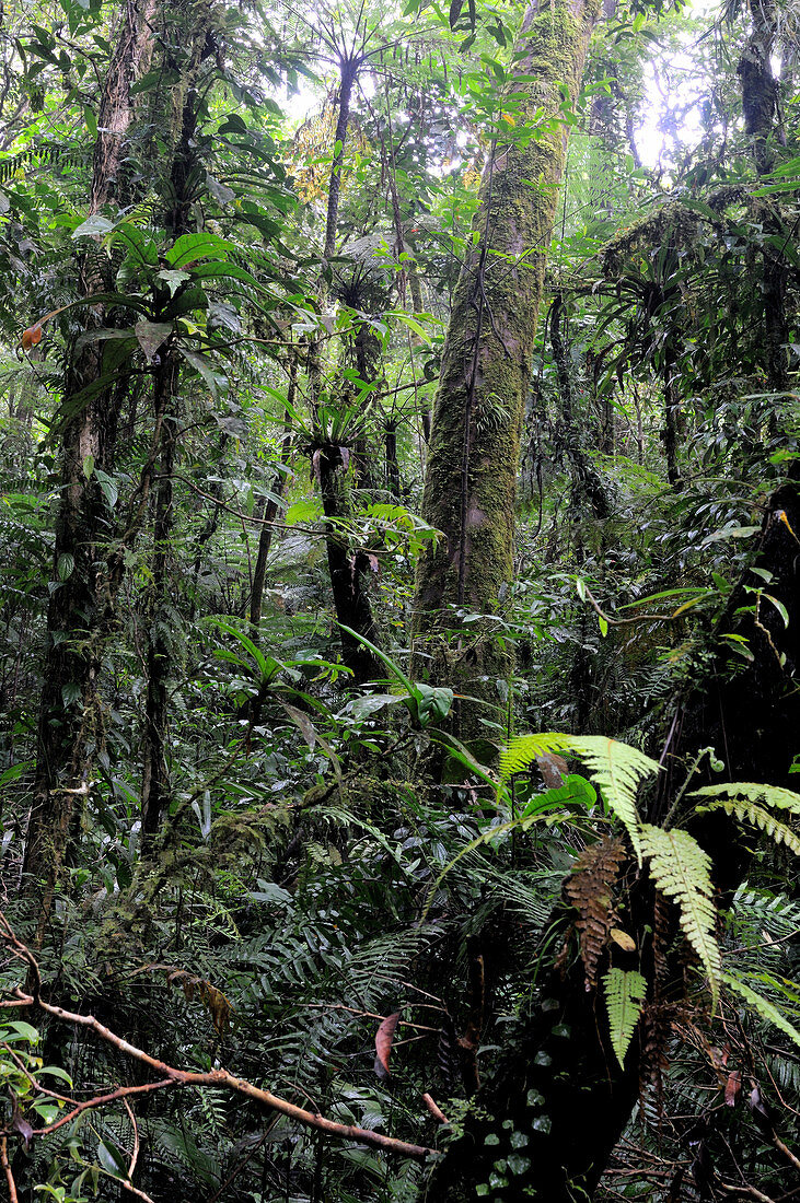Philippine Rainforest