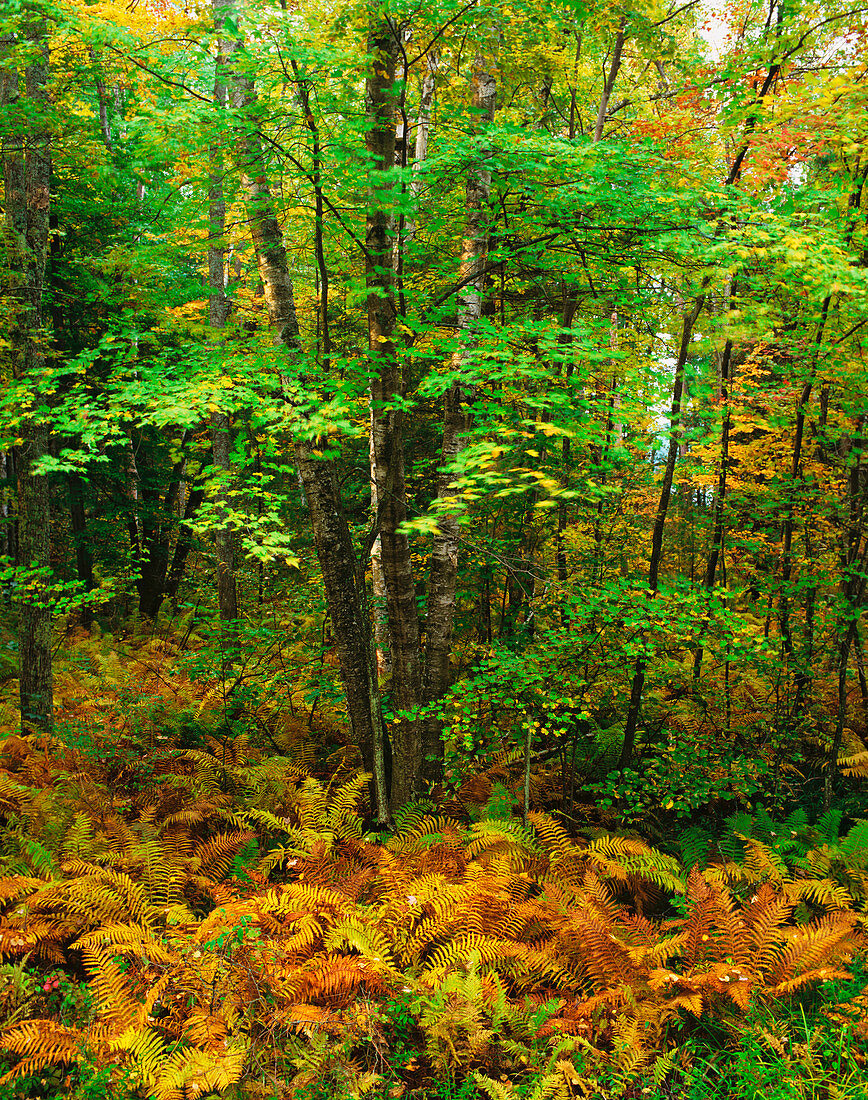 Autumn in a Michigan forest