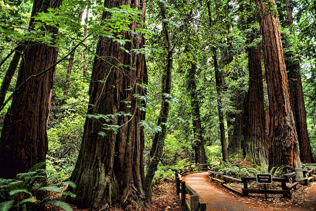 Redwood Trees,Muir Woods,San Francisco