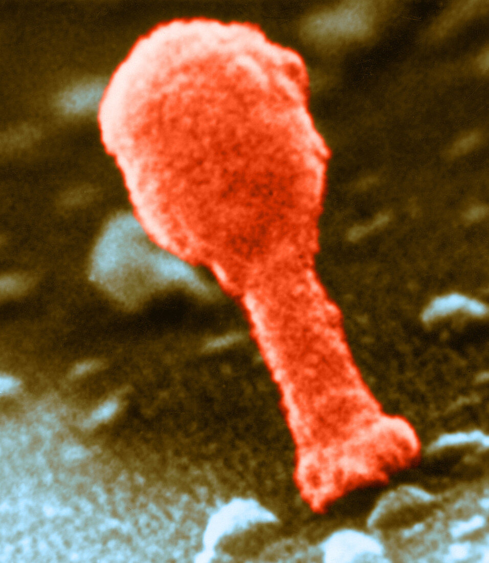 Untriggered T4 Coliphage