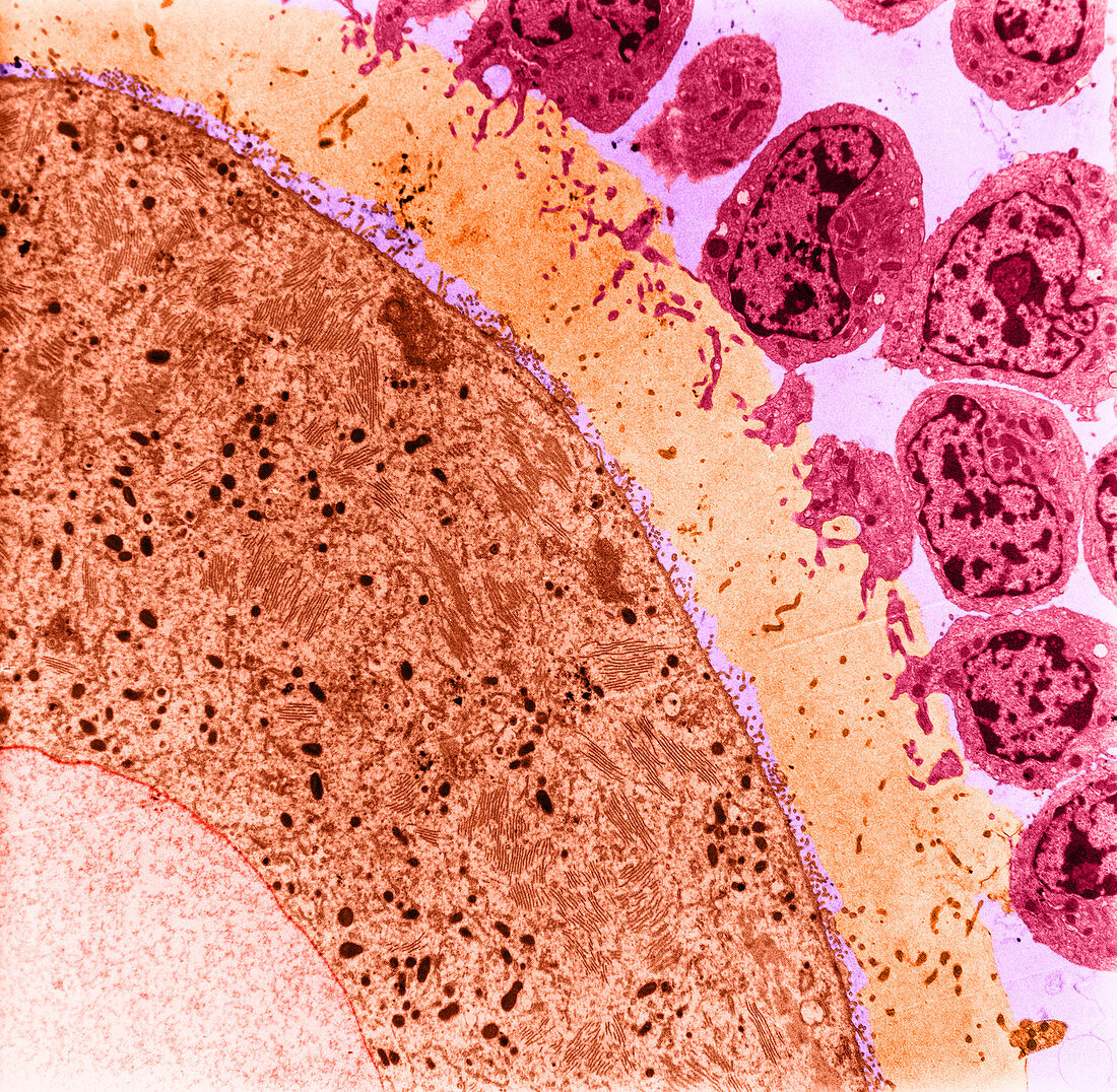 Oocyte and Cumulus Cells,TEM