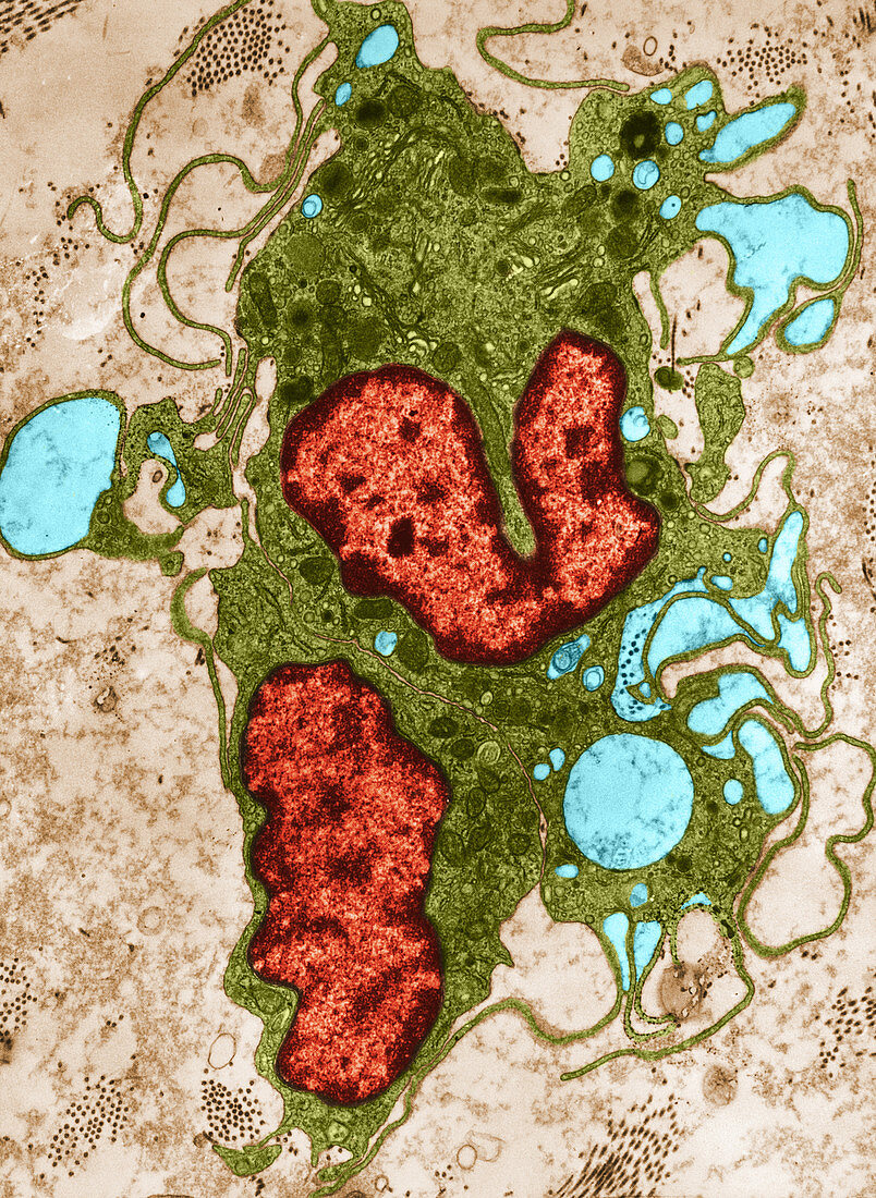 Pinocytosis,TEM