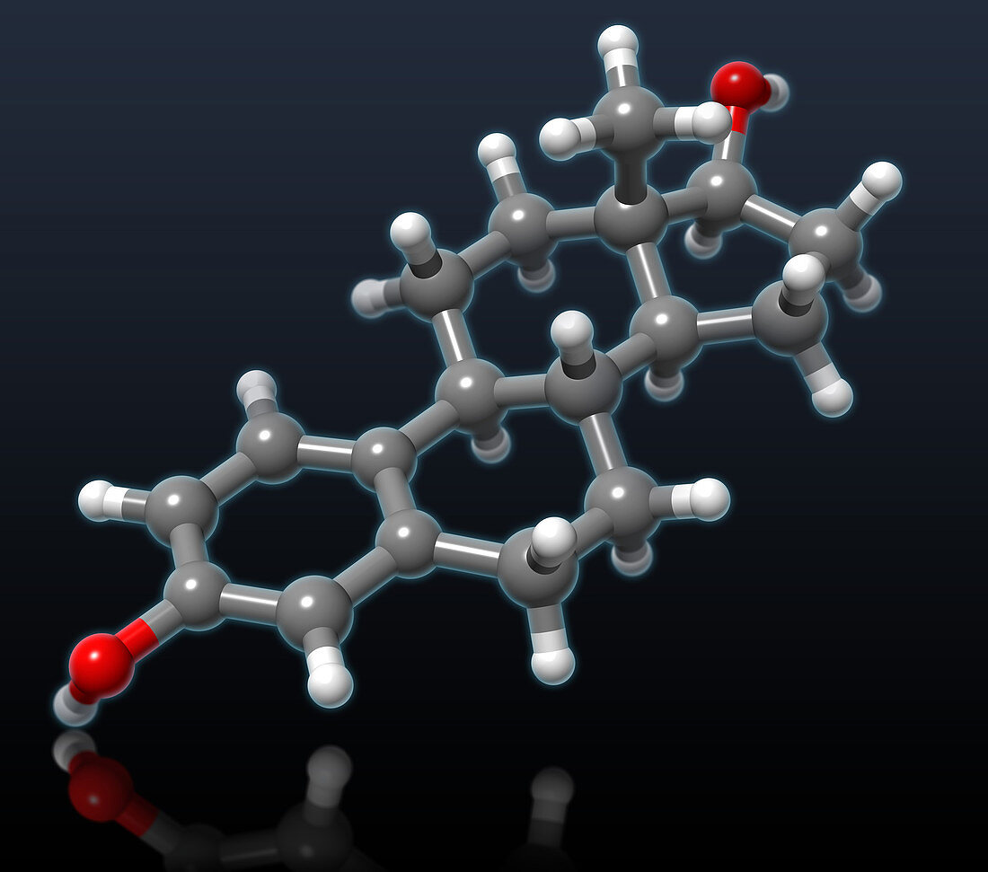 Estradiol Molecular Model