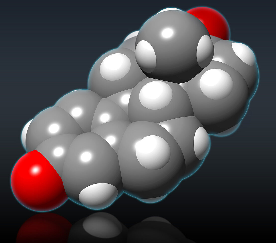 Estradiol Molecular Model