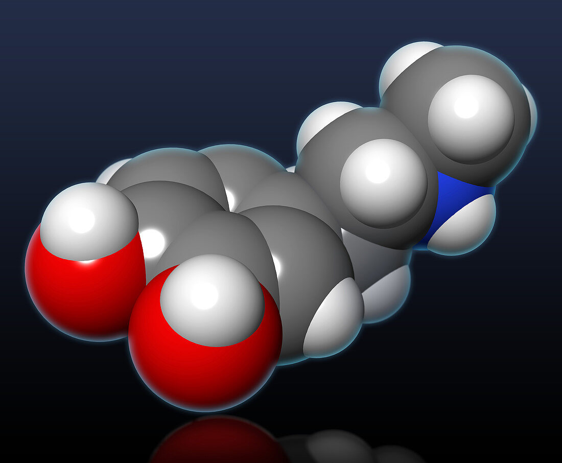 Epinephrine Molecular Model