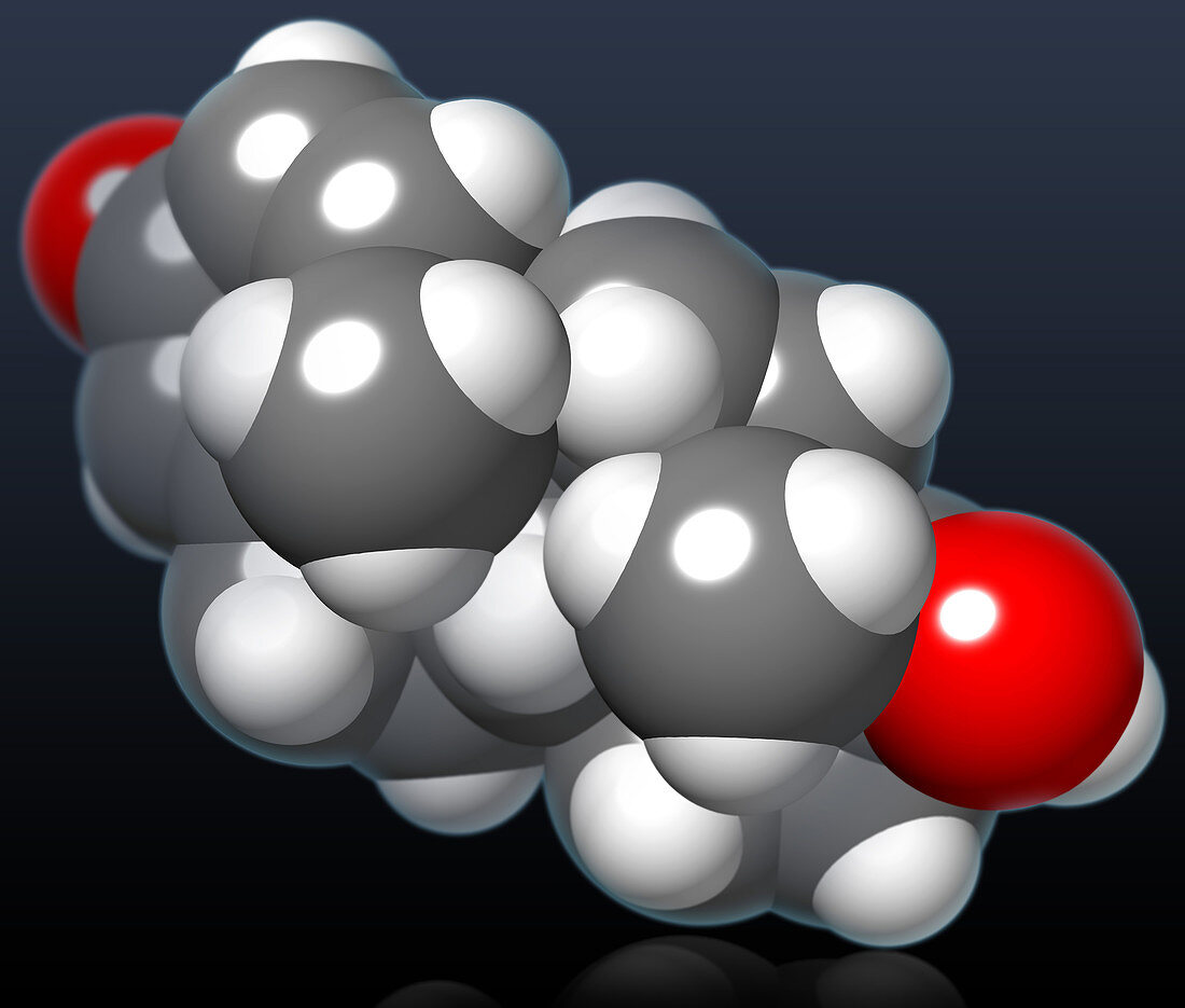 Dihydrotestosterone Molecular Model