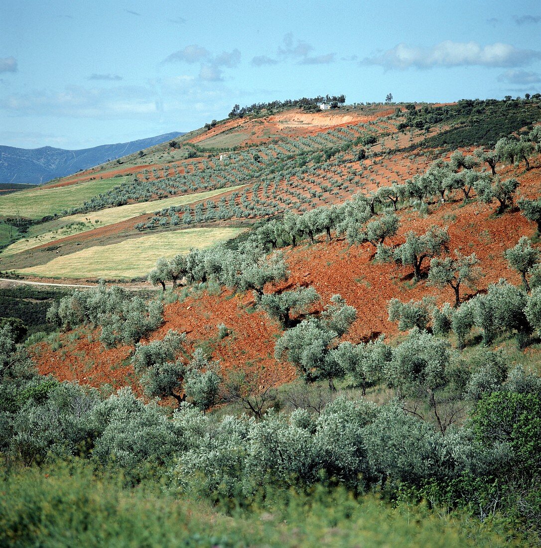 Olive groves,Spain