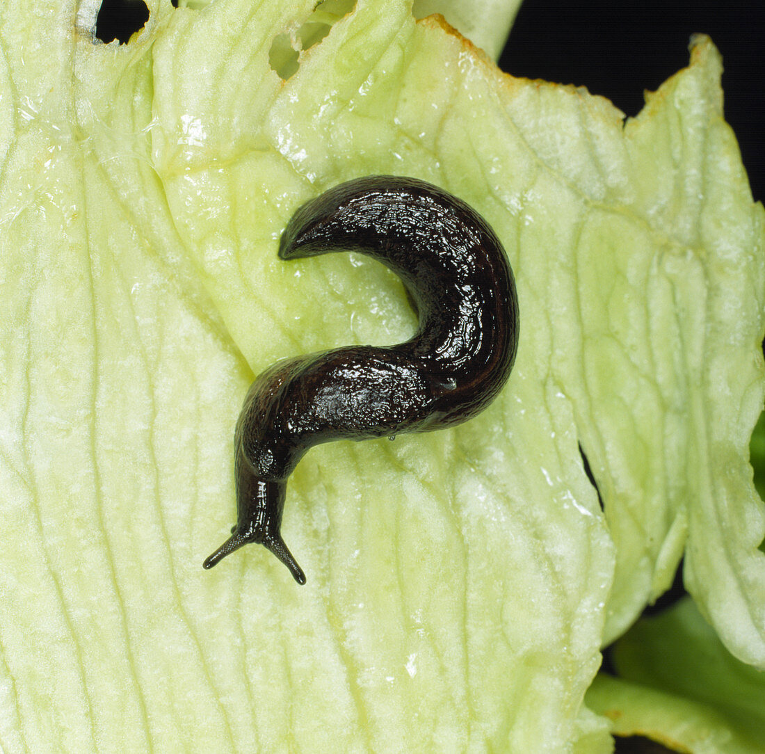 A keeled slug