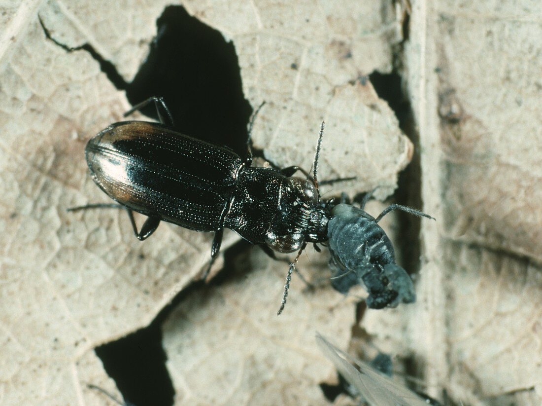 Predatory Ground Beetle and Aphid