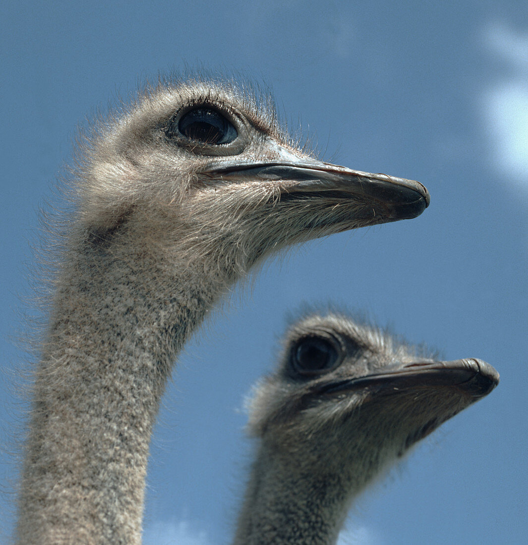 Head of a female ostrich