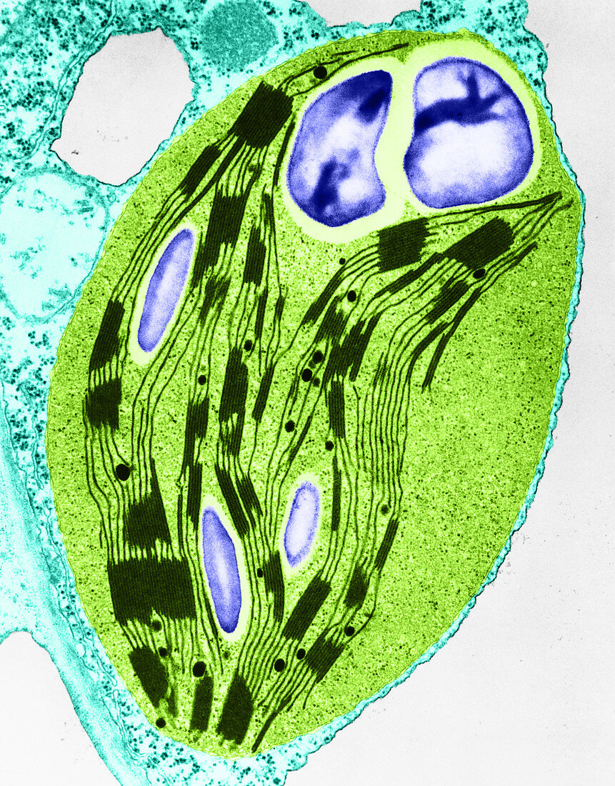 Chloroplast in Timothy Grass (TEM)