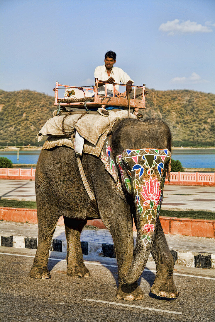 Elephant Ride,India