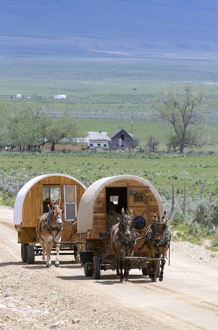 Covered Wagons being pulled by Mules