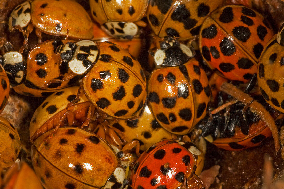 Asian Lady Beetles