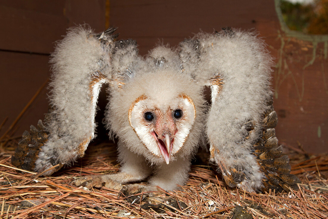 Barn Owl owlet