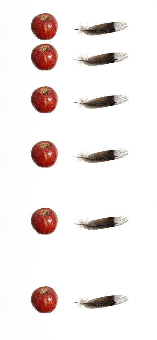Apple and feather falling
