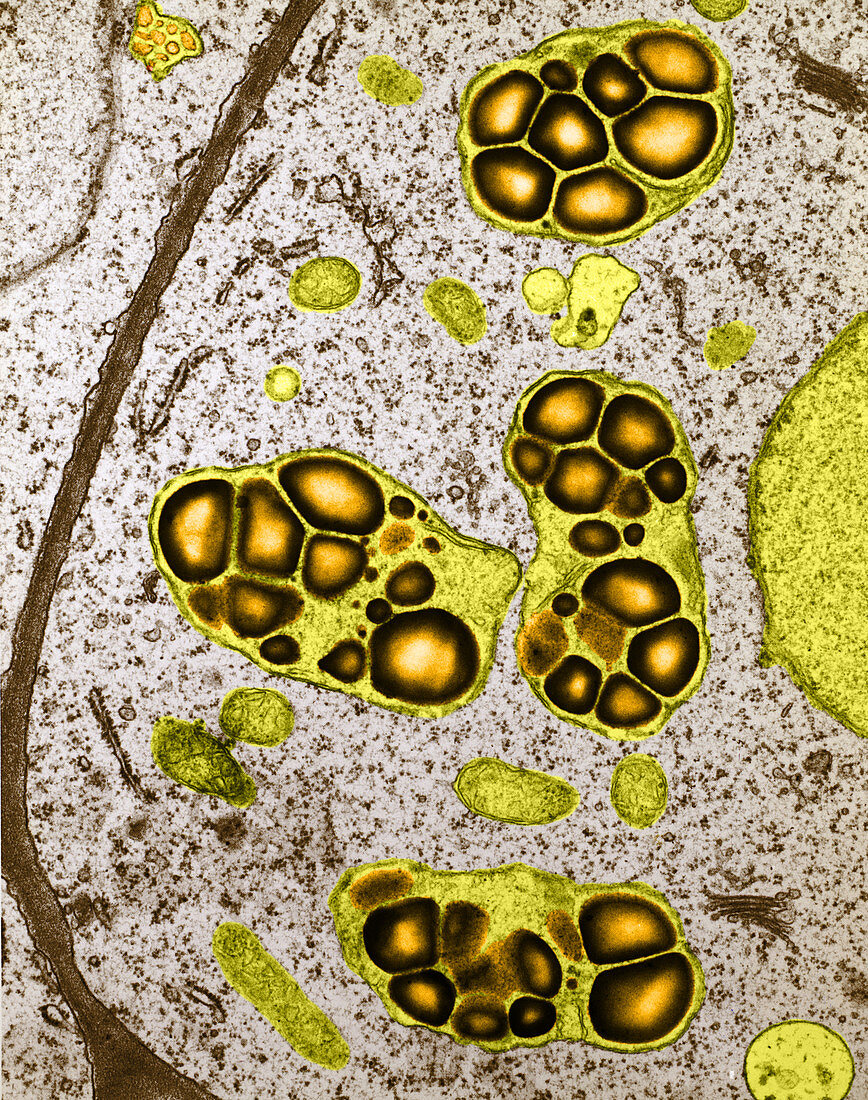 Arabidopsis Amyloplasts