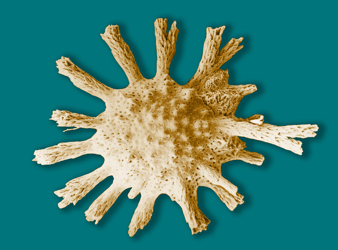 Calcarina spengleri (SEM)