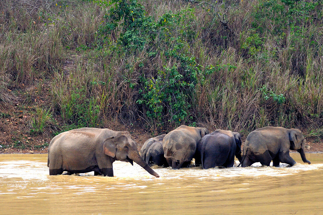 Asian Elephants Bathing