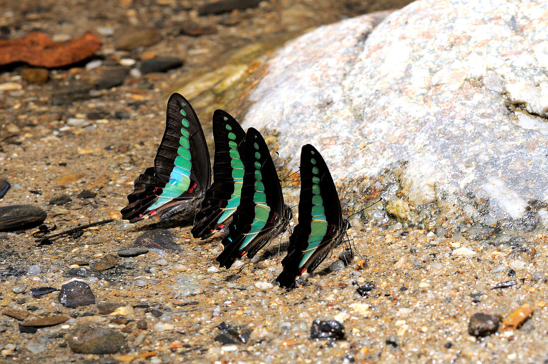 Bluebottle Butterflies