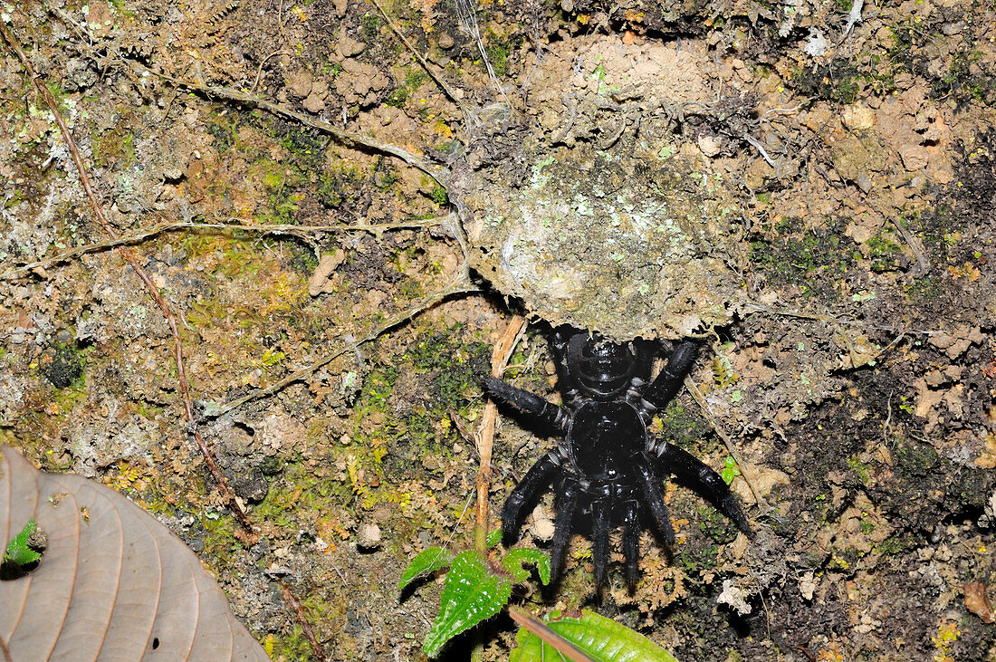 Trapdoor Spider Emerging