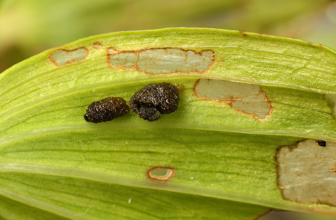 Lily beetle larvae