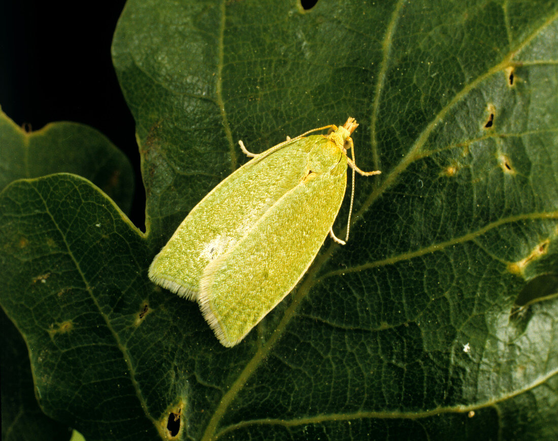 Oak tortrix moth