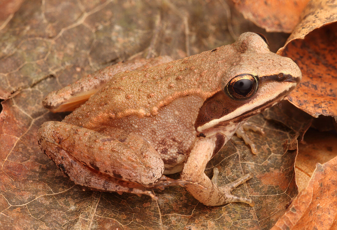 Eastern Wood Frog