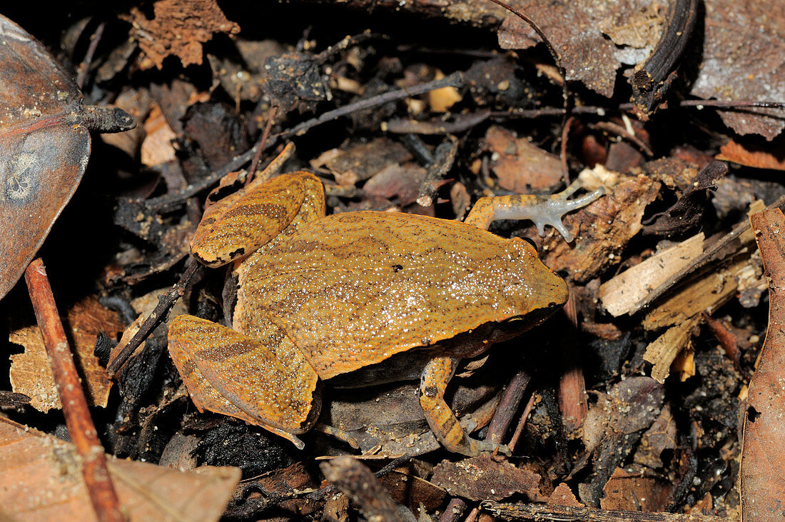 Dark-sided narrow mouthed frog