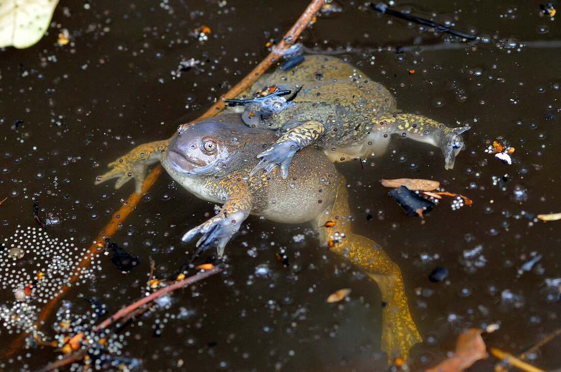 Truncate-snouted burrowing frogs
