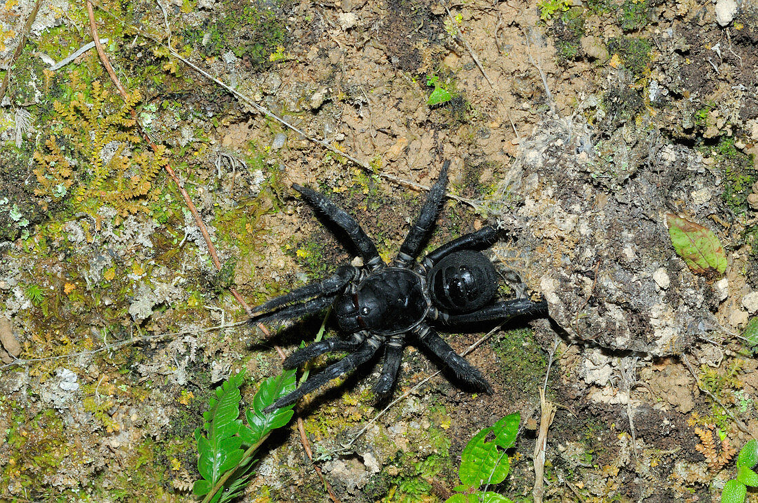 Trapdoor Spider sequence