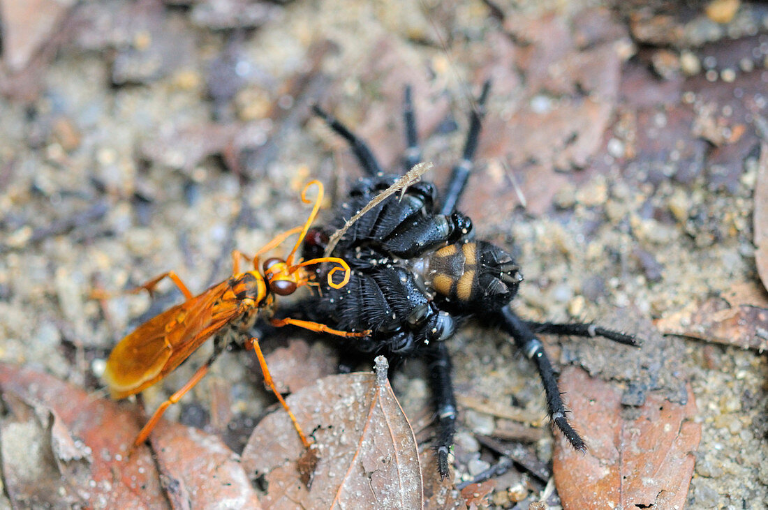 Wasp Paralyzes Trapdoor Spider